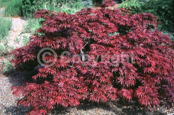 Red blooms; Deciduous; Broadleaf