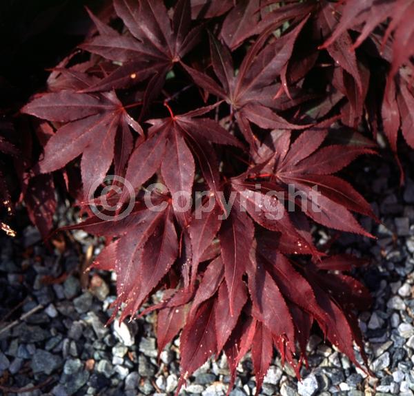 Red blooms; Deciduous; Broadleaf