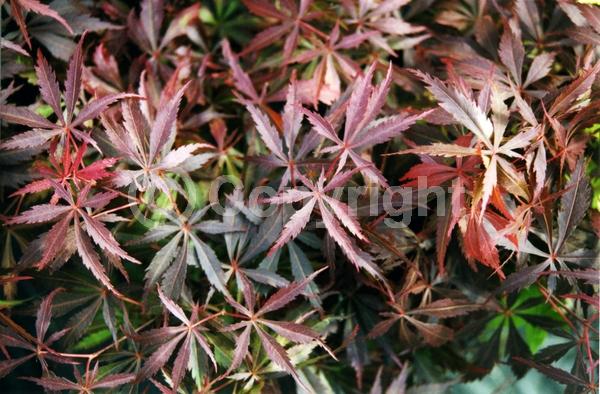 Red blooms; Deciduous; Broadleaf