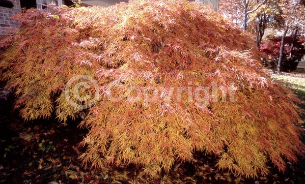 Red blooms; Deciduous; Broadleaf