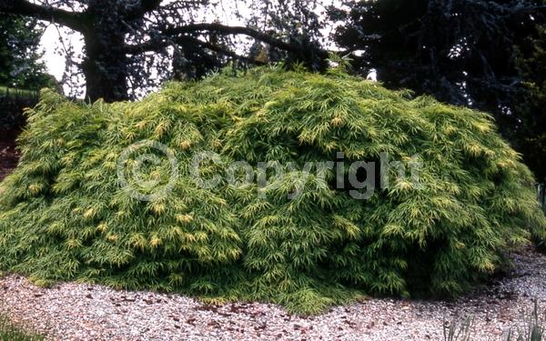 Red blooms; Deciduous; Broadleaf