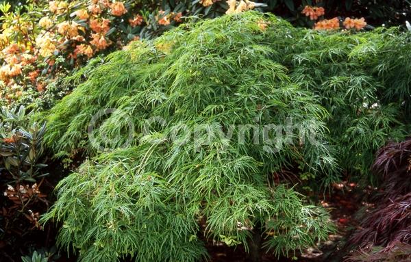 Red blooms; Deciduous; Broadleaf