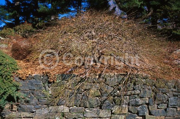Red blooms; Deciduous; Broadleaf