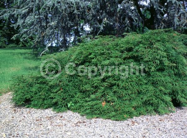 Red blooms; Deciduous; Broadleaf