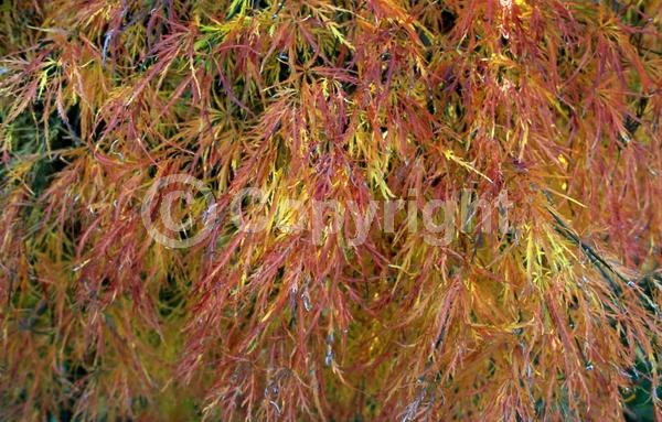 Red blooms; Deciduous; Broadleaf