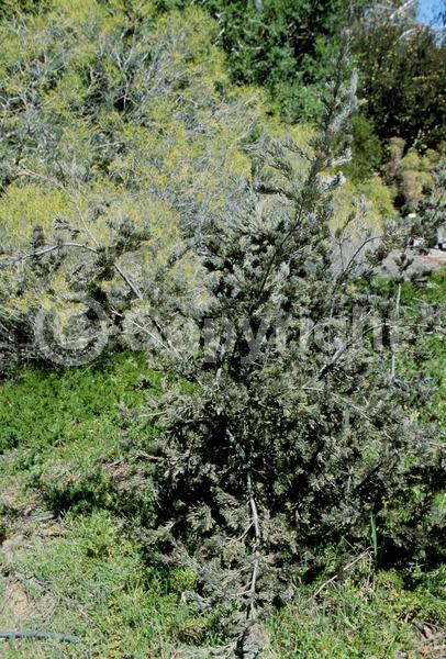 Red blooms; Evergreen; Broadleaf