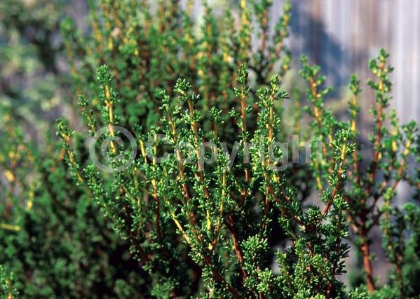 White blooms; Evergreen; North American Native