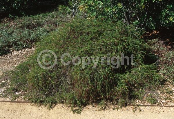 White blooms; Evergreen; North American Native