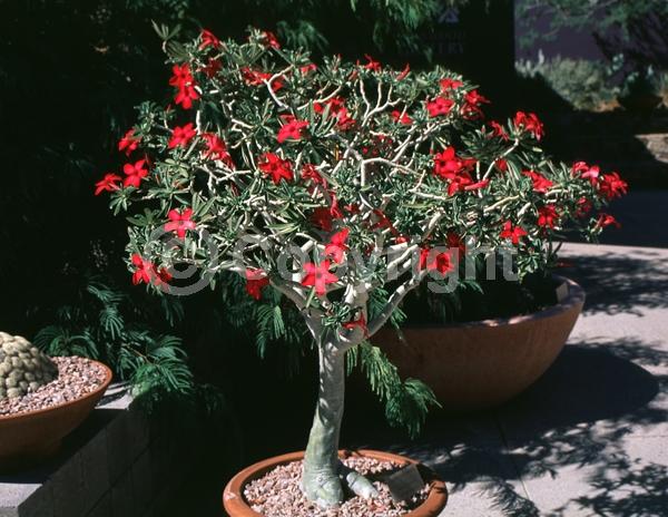 Red blooms; Semi-evergreen