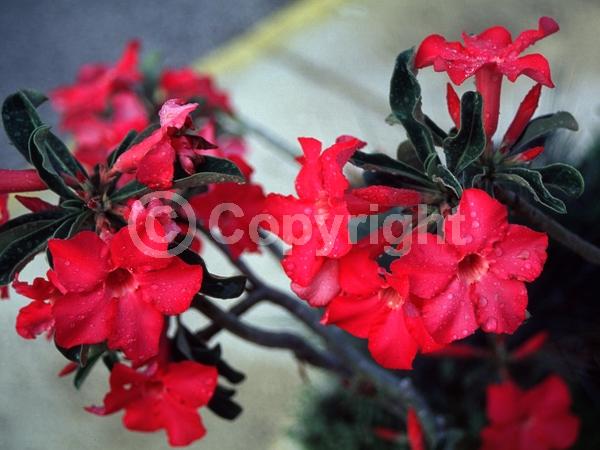 Red blooms; Semi-evergreen