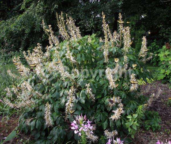 White blooms; Deciduous; Broadleaf; North American Native