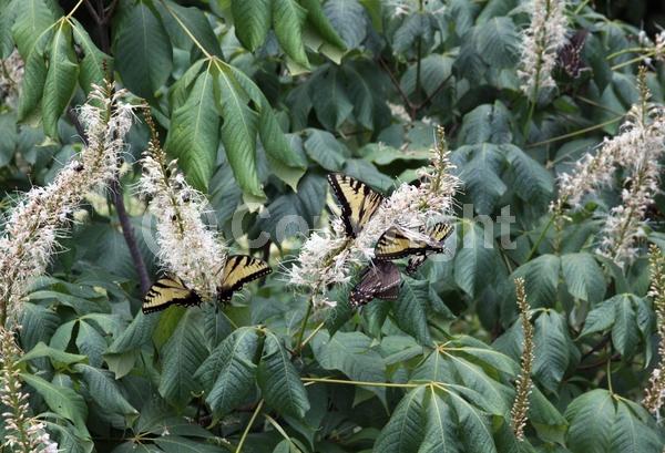 White blooms; Deciduous; Broadleaf; North American Native