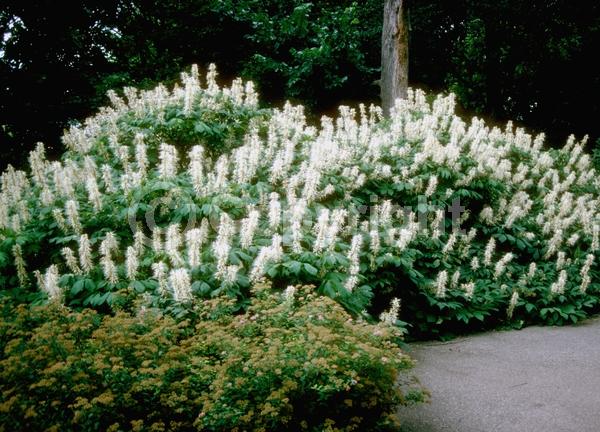White blooms; Deciduous; Broadleaf; North American Native