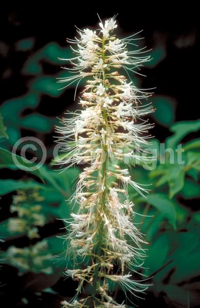 White blooms; Deciduous; Broadleaf; North American Native