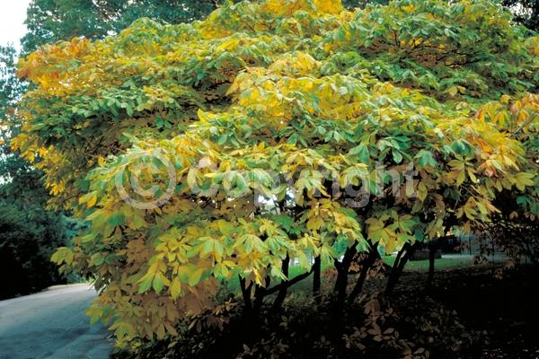 White blooms; Deciduous; Broadleaf; North American Native