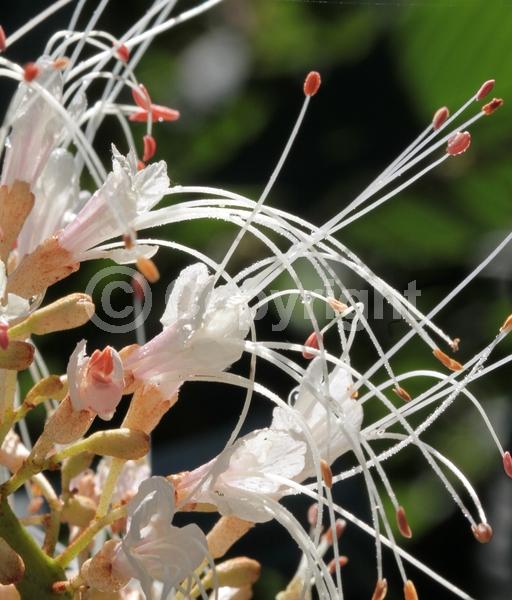 White blooms; Deciduous; Broadleaf; North American Native