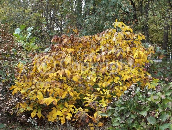 White blooms; Deciduous; Broadleaf; North American Native