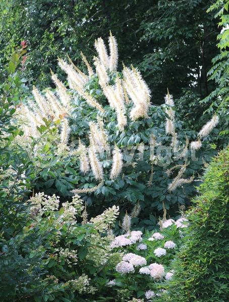 White blooms; Deciduous; Broadleaf; North American Native