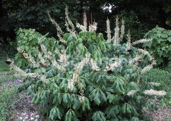White blooms; Deciduous; Broadleaf; North American Native