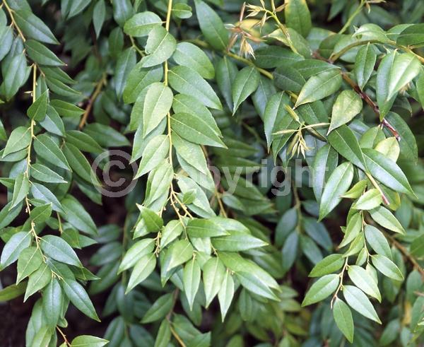 White blooms; Evergreen; Broadleaf; North American Native