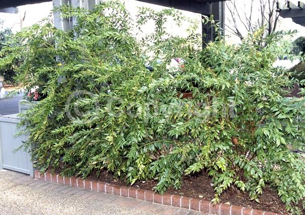 White blooms; Evergreen; Broadleaf; North American Native