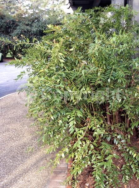 White blooms; Evergreen; Broadleaf; North American Native