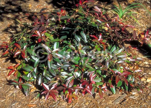 White blooms; Evergreen; Broadleaf; North American Native