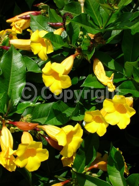 Yellow blooms; Evergreen; Needles or needle-like leaf