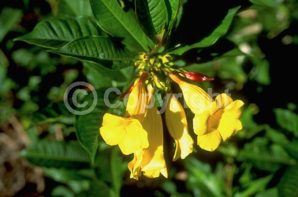 Yellow blooms; Evergreen; Needles or needle-like leaf