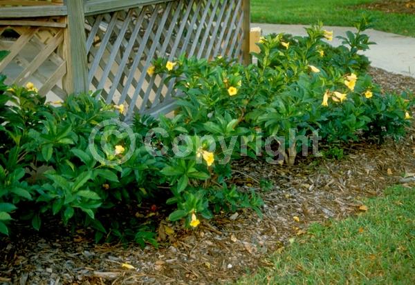 Yellow blooms; Evergreen; Needles or needle-like leaf