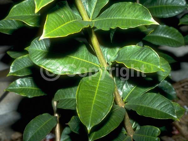 Yellow blooms; Evergreen; Needles or needle-like leaf