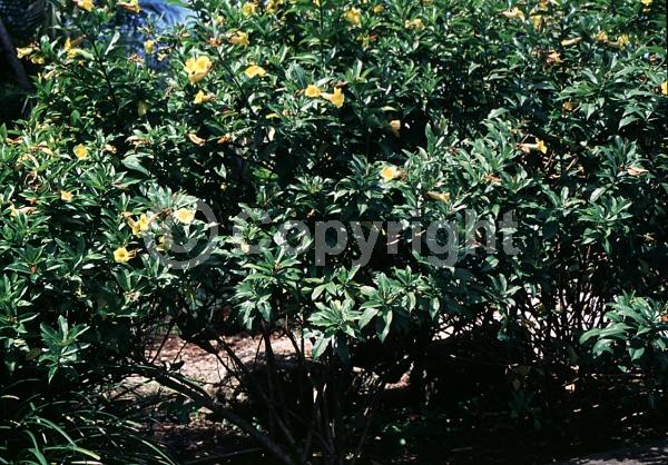 Yellow blooms; Evergreen; Needles or needle-like leaf