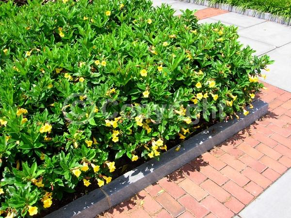 Yellow blooms; Evergreen; Needles or needle-like leaf