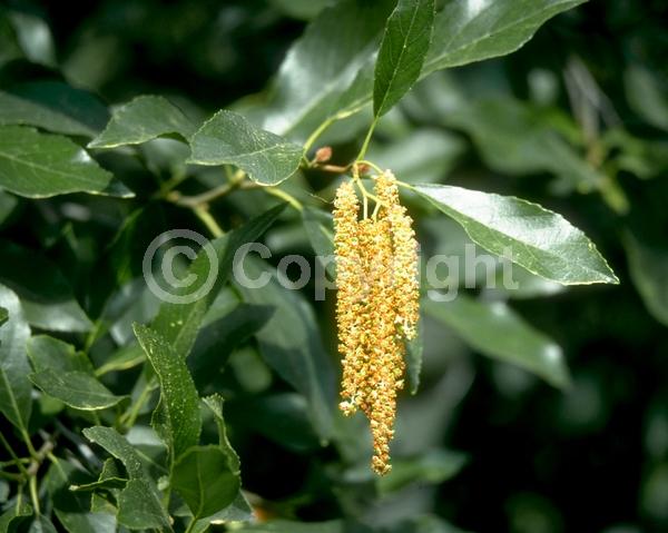 Red blooms; Purple blooms; Deciduous; Broadleaf; North American Native