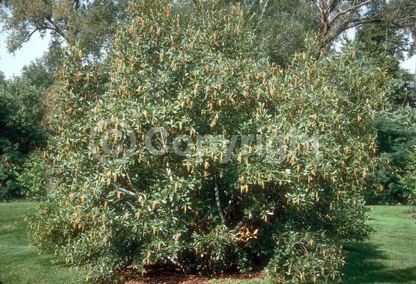 Red blooms; Purple blooms; Deciduous; Broadleaf; North American Native