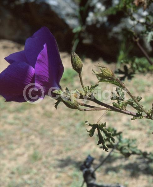 Pink blooms; Lavender blooms; Evergreen