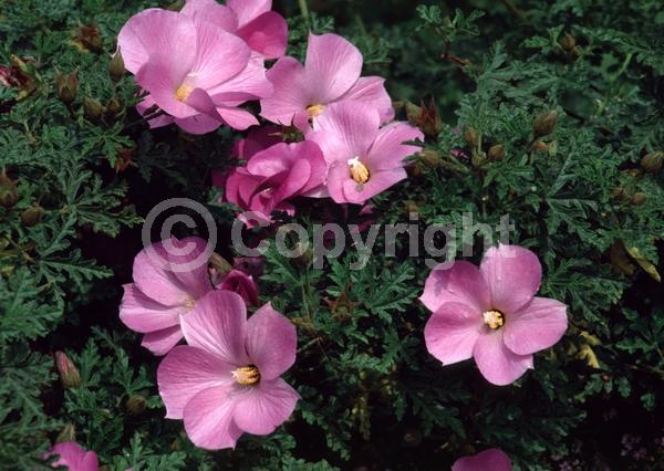 Pink blooms; Lavender blooms; Evergreen