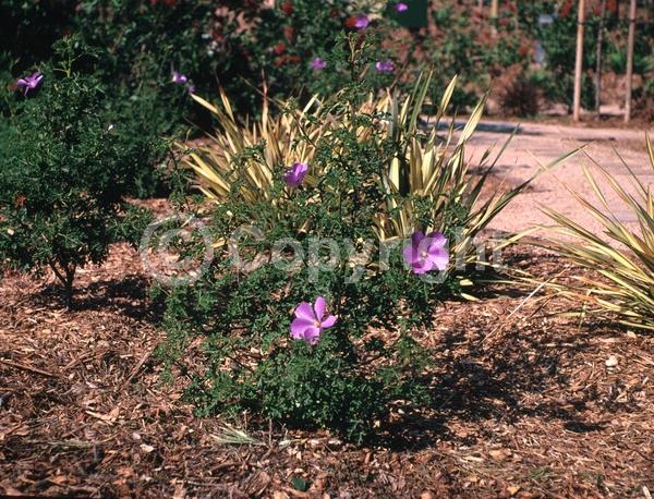 Pink blooms; Lavender blooms; Evergreen