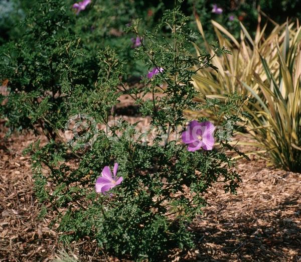 Pink blooms; Lavender blooms; Evergreen