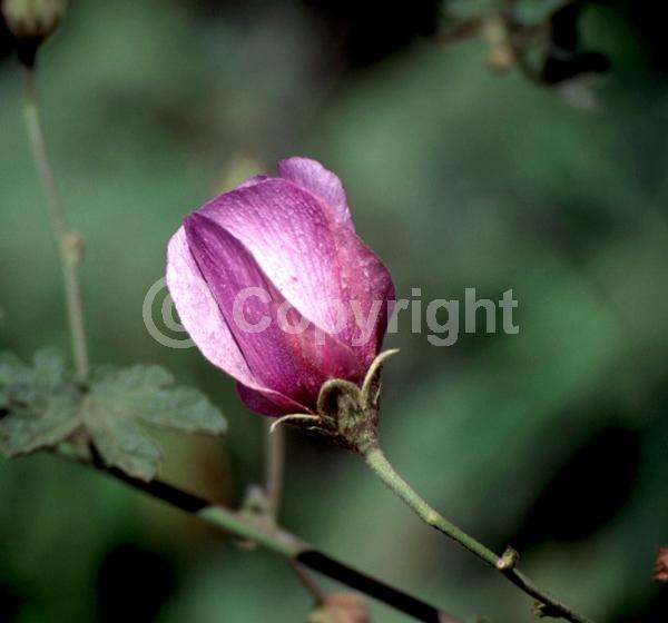 Pink blooms; Lavender blooms; Evergreen