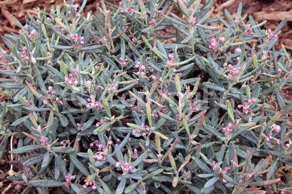 Pink blooms; Evergreen; Needles or needle-like leaf; North American Native
