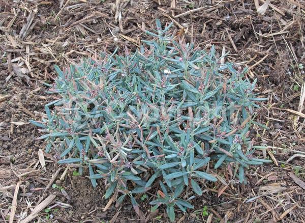 Pink blooms; Evergreen; Needles or needle-like leaf; North American Native