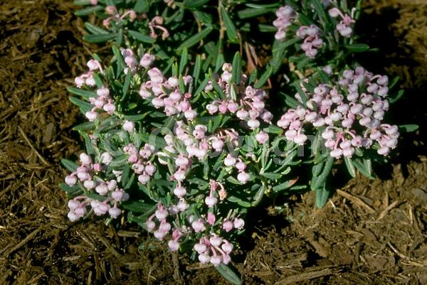 White blooms; Pink blooms; Evergreen; Needles or needle-like leaf; North American Native