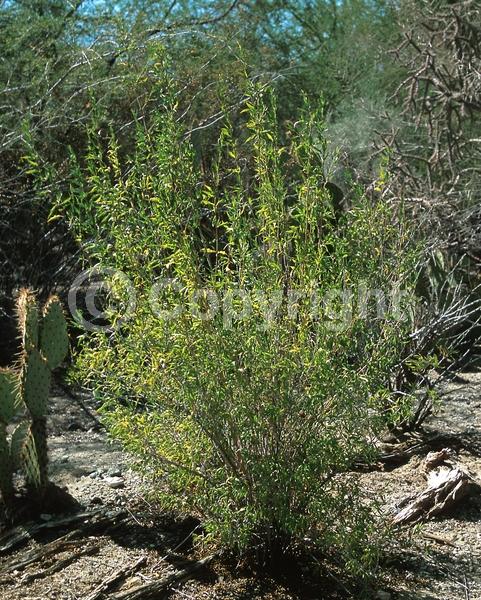 Orange blooms; Yellow blooms; Evergreen; Deciduous; Broadleaf; North American Native
