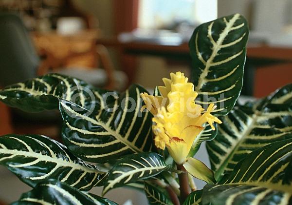 Yellow blooms; Evergreen