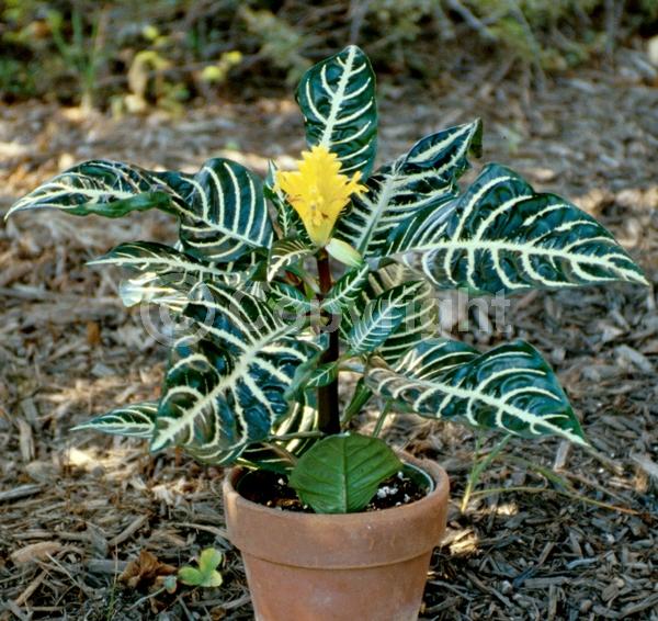 Yellow blooms; Evergreen