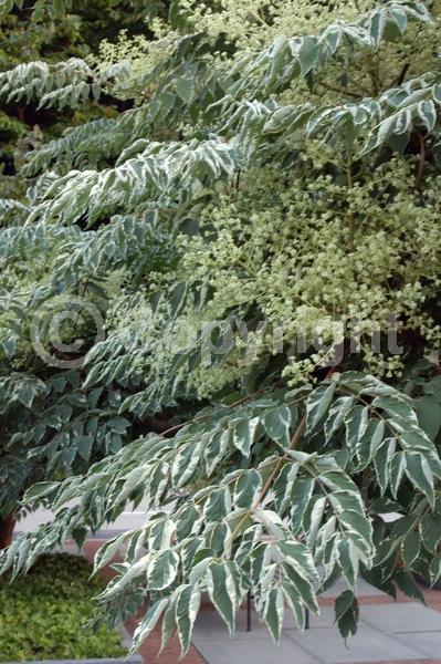 White blooms; Deciduous; Broadleaf