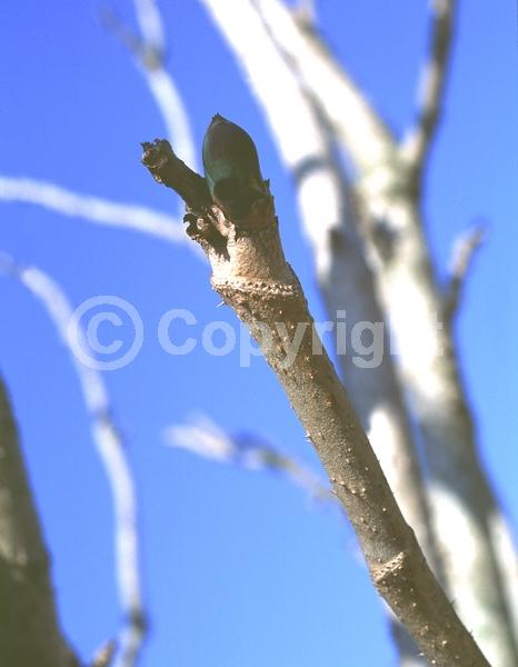 White blooms; Deciduous; Broadleaf