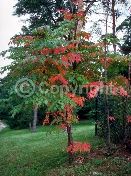 White blooms; Deciduous; Broadleaf