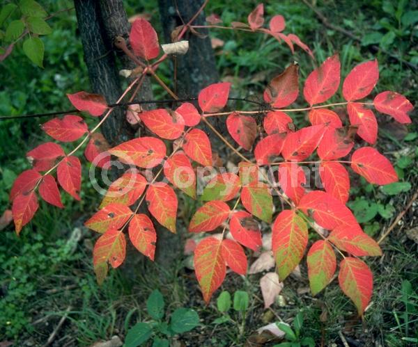 White blooms; Deciduous; Broadleaf